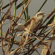 Eurasian Penduline Tit