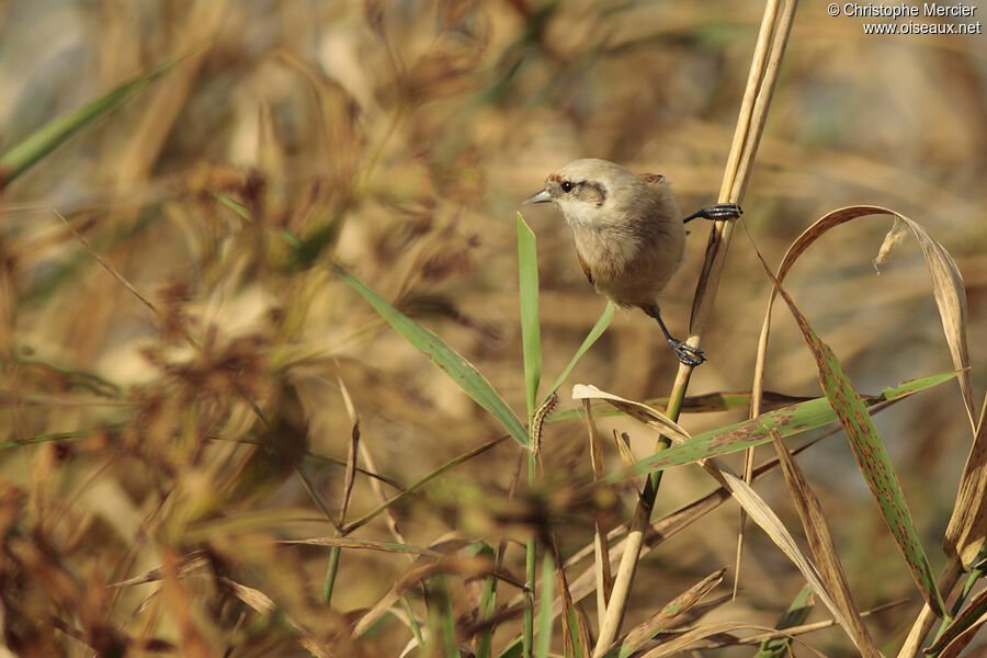 Eurasian Penduline Tit