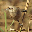 Rémiz penduline