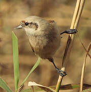 Eurasian Penduline Tit