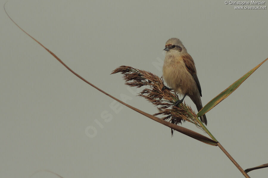 Eurasian Penduline Tit