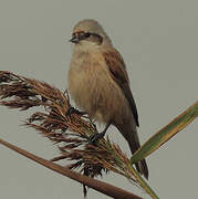 Eurasian Penduline Tit