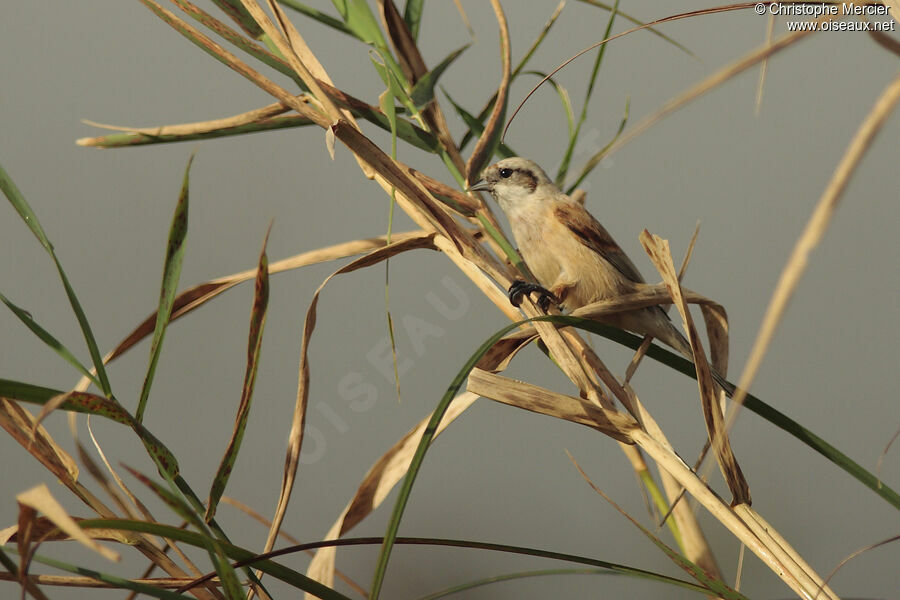 Rémiz penduline