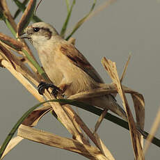 Rémiz penduline