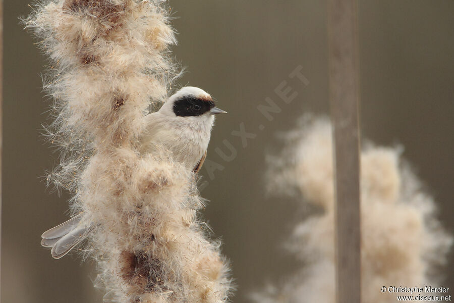 Rémiz penduline