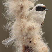 Eurasian Penduline Tit