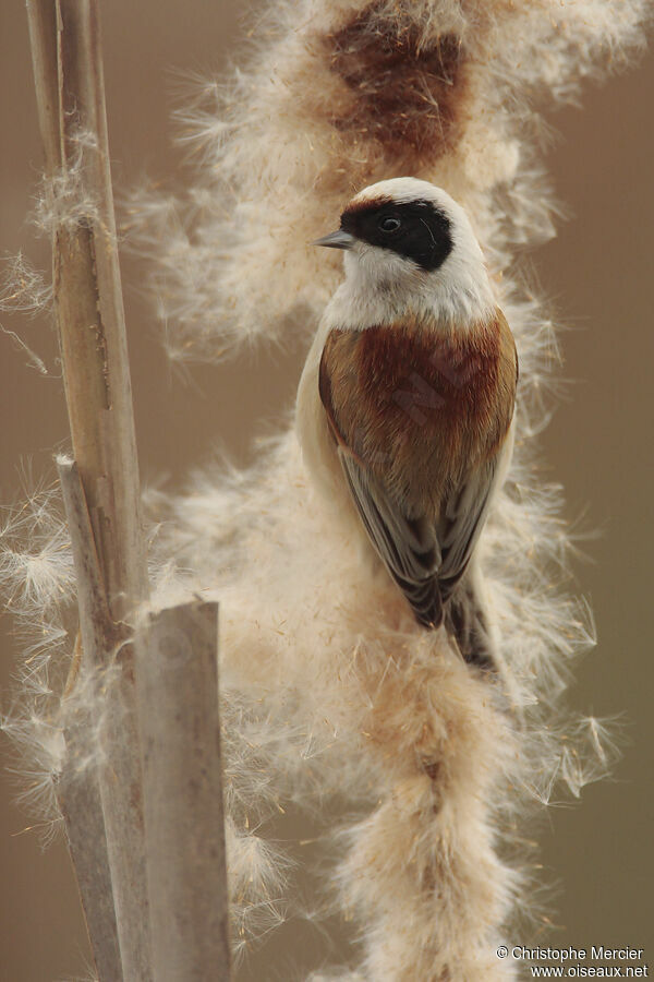 Rémiz penduline