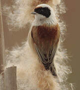 Eurasian Penduline Tit