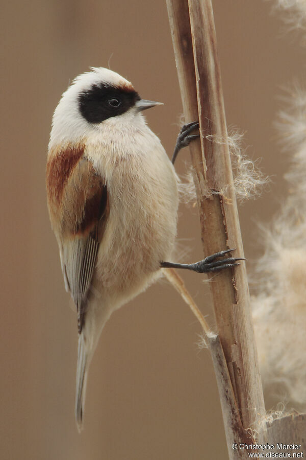 Eurasian Penduline Tit