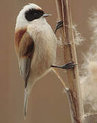 Eurasian Penduline Tit