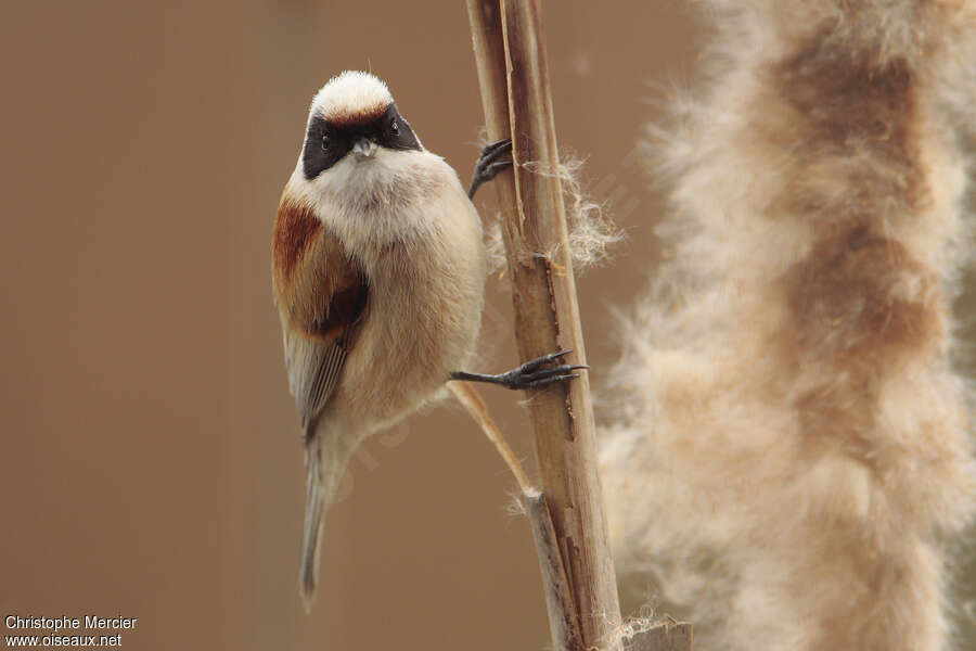 Eurasian Penduline Tit, identification