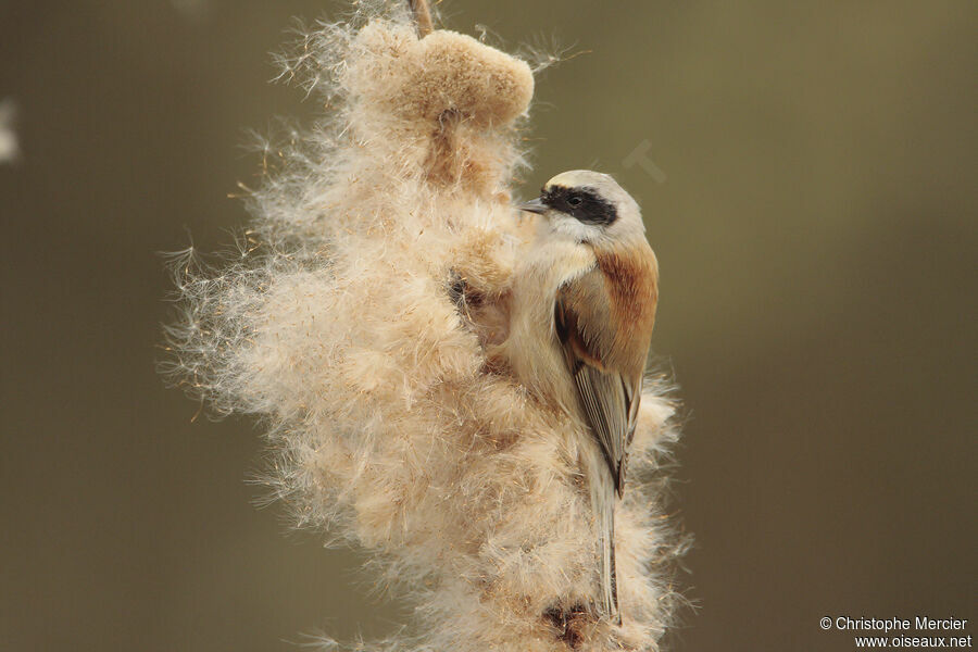 Eurasian Penduline Tit