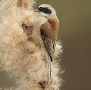 Eurasian Penduline Tit