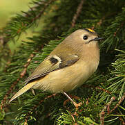 Goldcrest