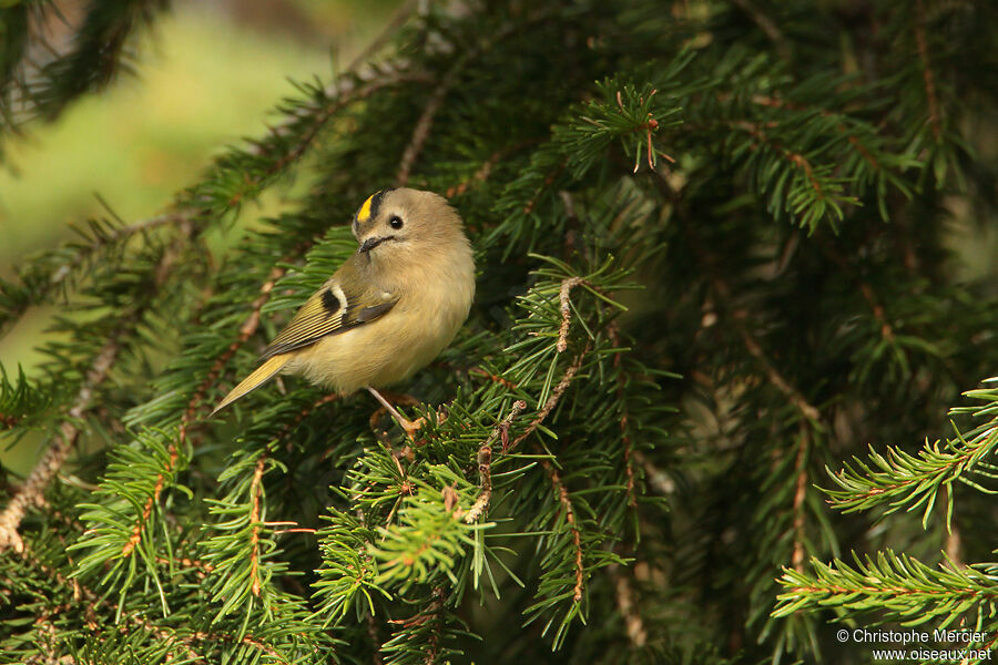 Goldcrest