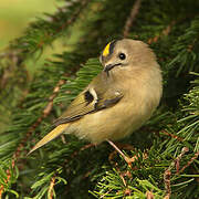 Goldcrest