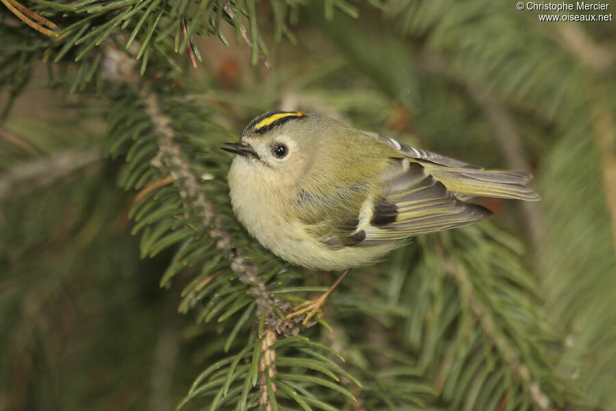 Goldcrest