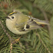 Goldcrest