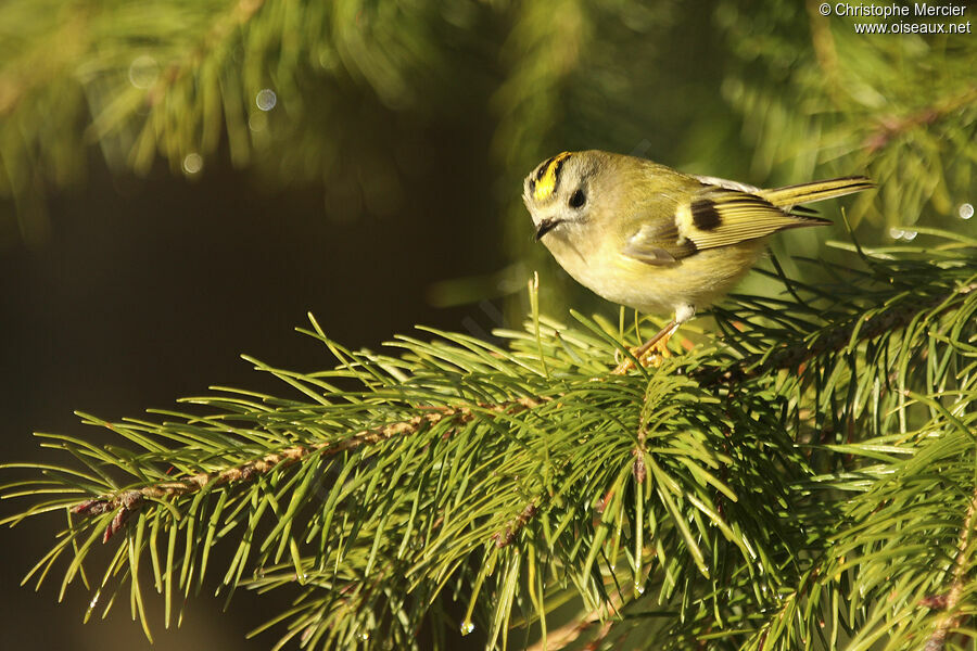 Goldcrest