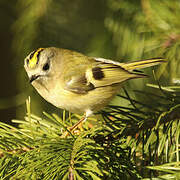 Goldcrest