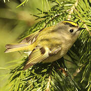 Goldcrest