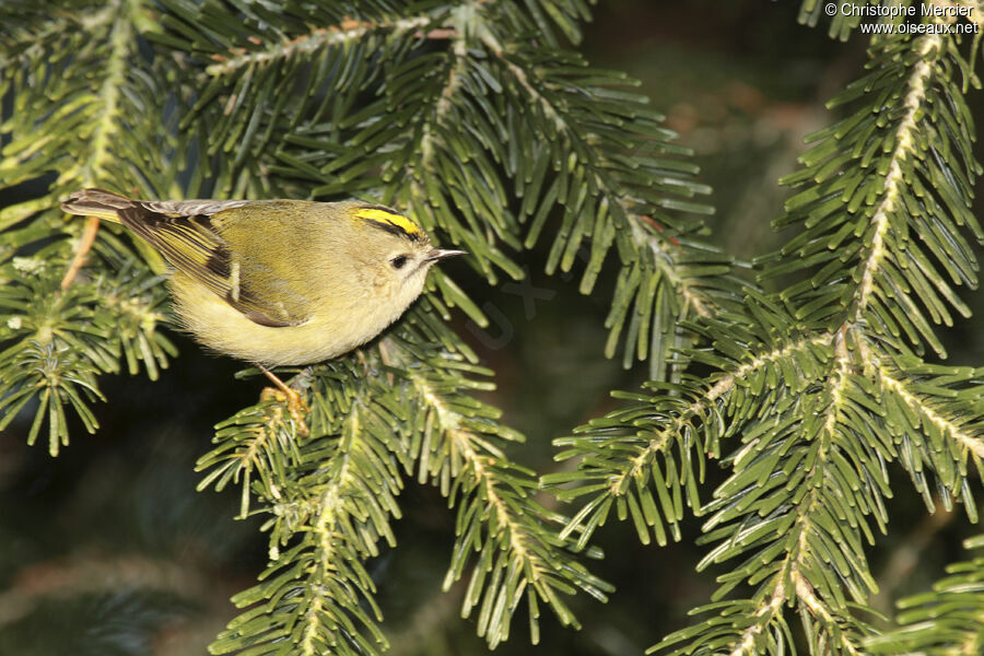 Goldcrest