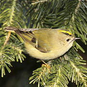 Goldcrest