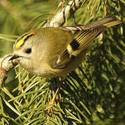 Goldcrest