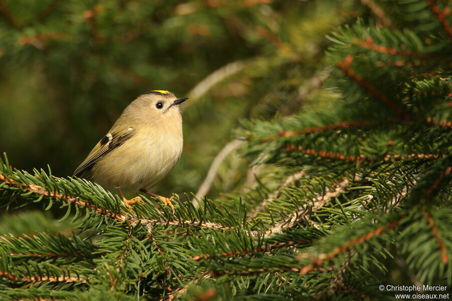 Goldcrest