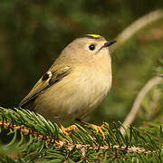 Goldcrest