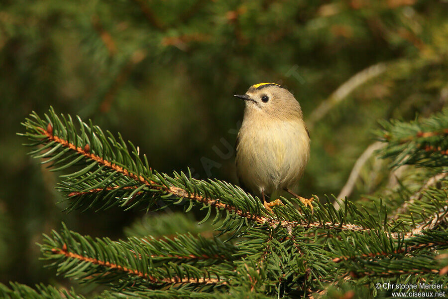 Goldcrest