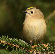 Goldcrest