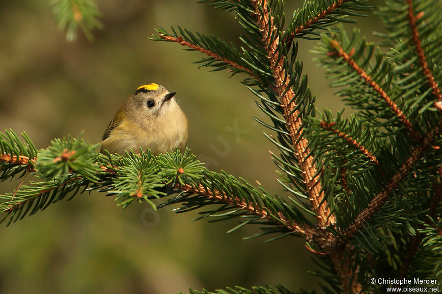 Goldcrest