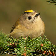 Goldcrest