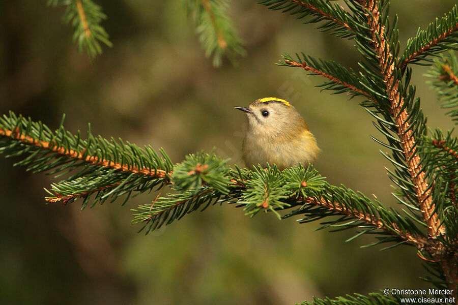 Goldcrest