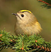 Goldcrest