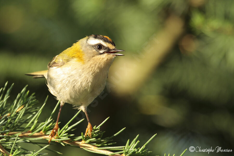 Common Firecrest