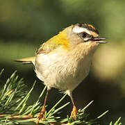 Common Firecrest