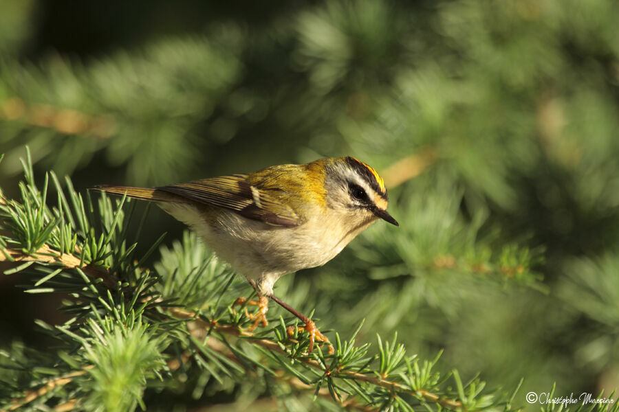 Common Firecrest