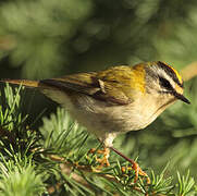 Common Firecrest