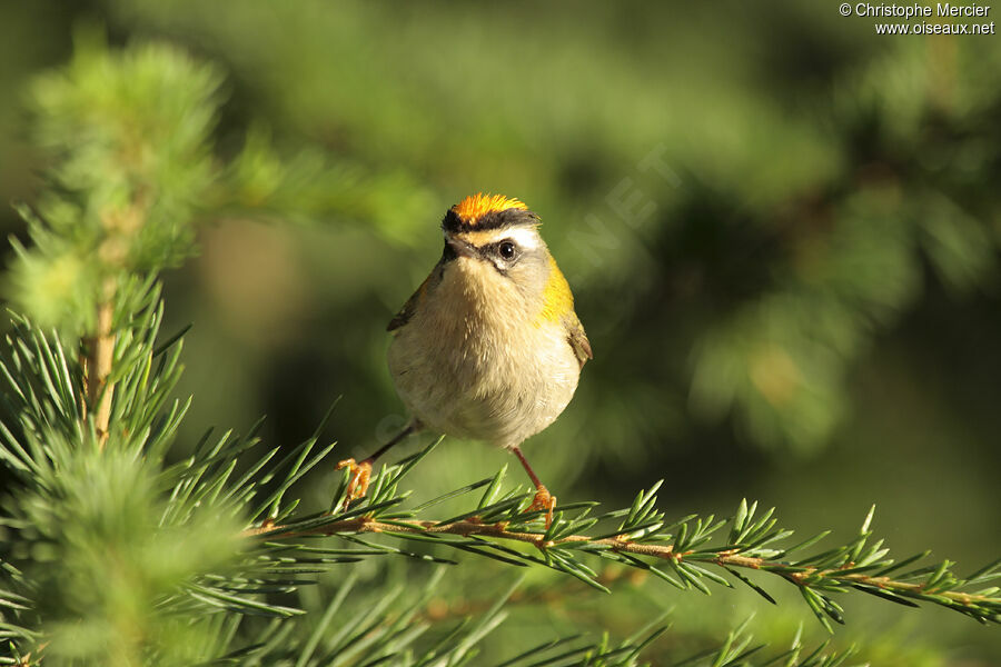 Common Firecrest