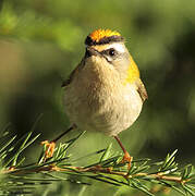 Common Firecrest