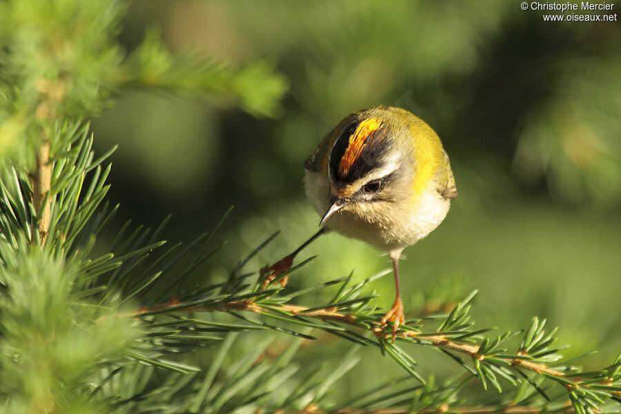 Common Firecrest