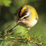 Common Firecrest