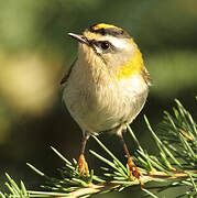 Common Firecrest