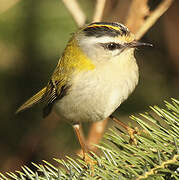 Common Firecrest