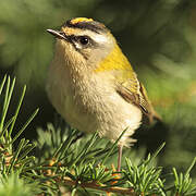 Common Firecrest