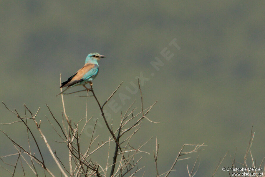 European Roller