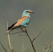 European Roller