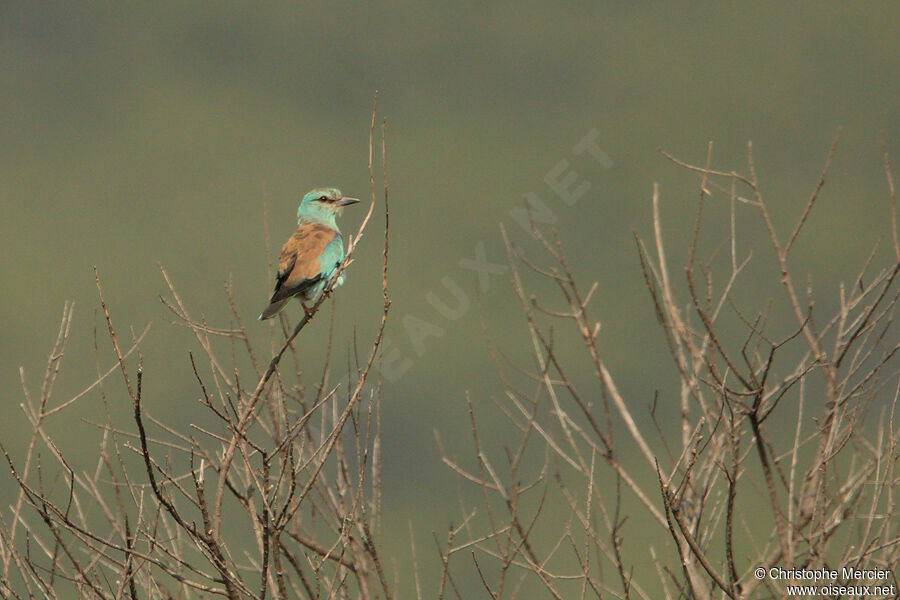 European Roller